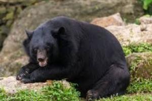 熊出没！因草坪附近发现熊类踪迹，日本J3福岛联宣布暂停球迷参观